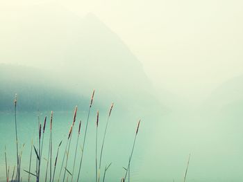 Scenic view of landscape against sky during foggy weather