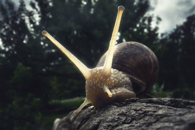 Close-up of snail on tree