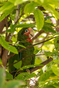 Close-up of bird perching on tree