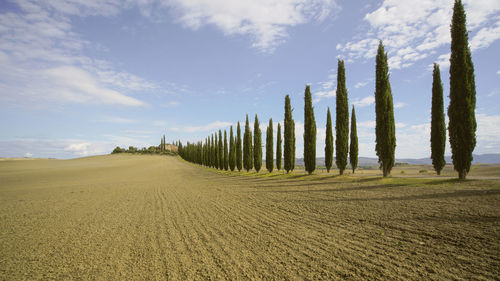 Panoramic shot of trees on field against sky