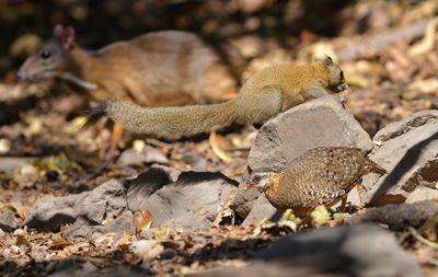 Close-up of squirrel on rock