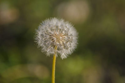 Close-up of dandelion flower