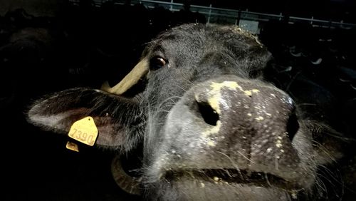 Close-up portrait of cow
