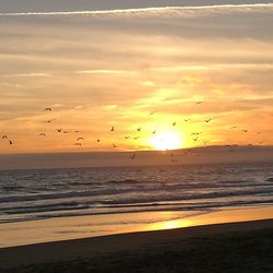 Silhouette birds flying over sea against sky during sunset