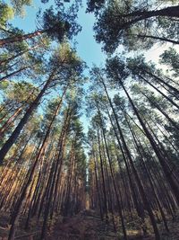 Low angle view of trees in forest against sky