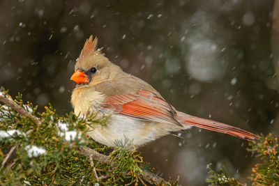 Close-up of bird perching on branch