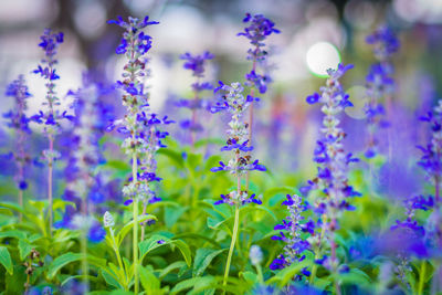 Close-up of purple flowering plants on field