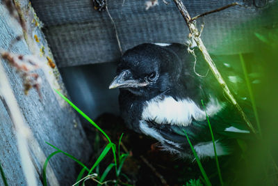 Close-up of a bird