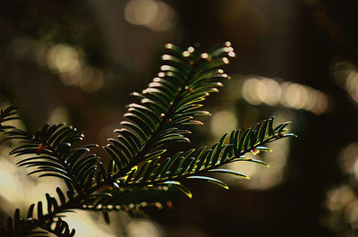 Close-up of fern leaves