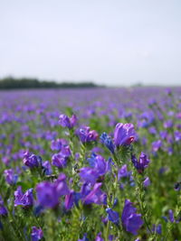 Close-up of purple flowers in field