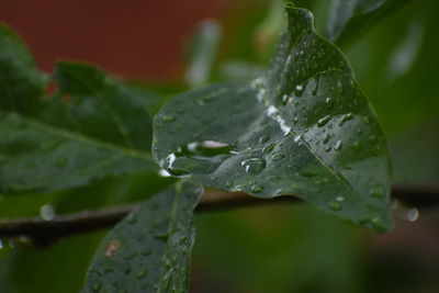 Water drops in leaf in morning