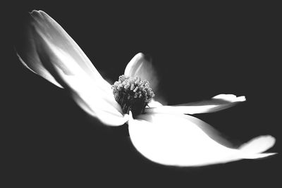 Close-up of flower over black background