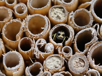 Close up of wildbee in insect hotel 