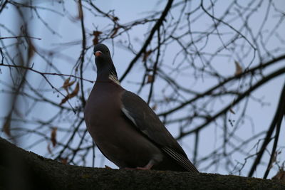 Low angle view of bird perching on tree