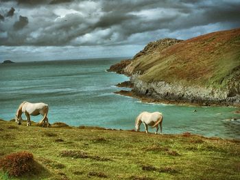 View of sheep in pasture