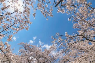 Low angle view of cherry blossoms against sky