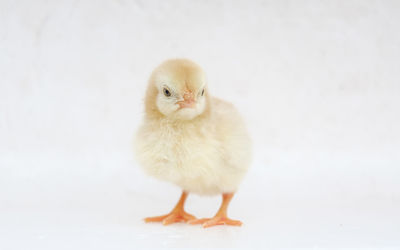 Close-up of a bird against white background