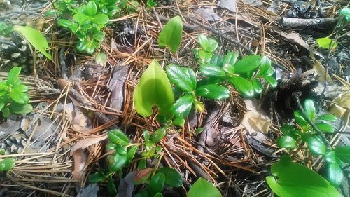 High angle view of plants growing on field