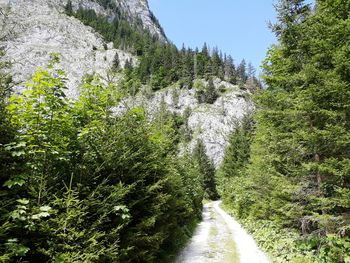 Road amidst trees in forest against sky