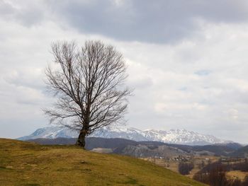 Bare tree on field against sky