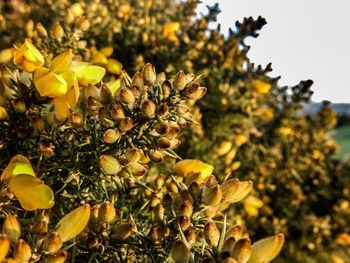 Close-up of yellow flowers