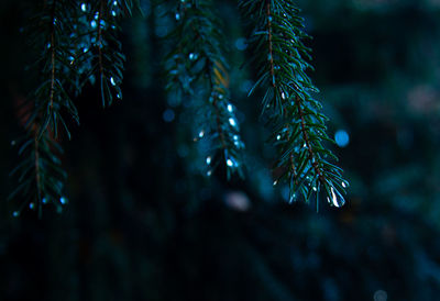 Close-up of pine tree