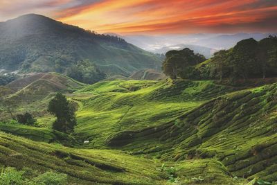 View of tea plantation at dawn