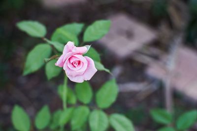 Close-up of pink rose