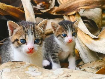 Close-up portrait of cats