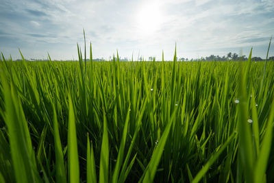 Close-up of grassy field