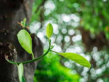 Close-up of fresh green plant