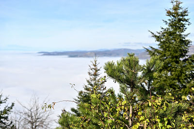 Close-up of tree branch against sky