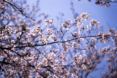 Low angle view of cherry blossoms against sky