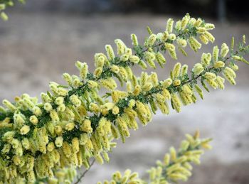 Close-up of yellow flowering plant