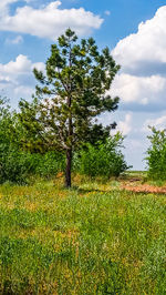 Trees on field against sky