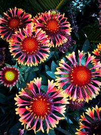 High angle view of multi colored flowering plant