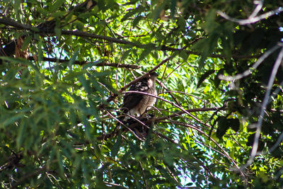 Low angle view of bird perching on tree