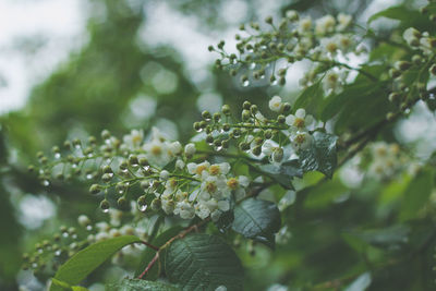 Close-up of flowering plant leaves