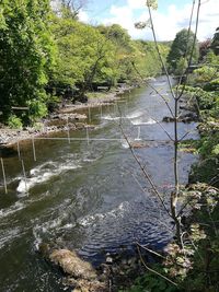 Scenic view of river in forest against sky