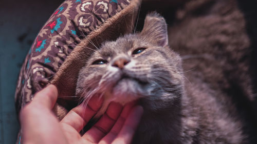 Close-up of hand holding cat