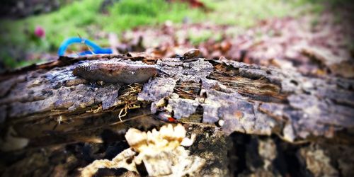 Close-up of insect on tree trunk