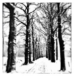 Road passing through snow covered trees