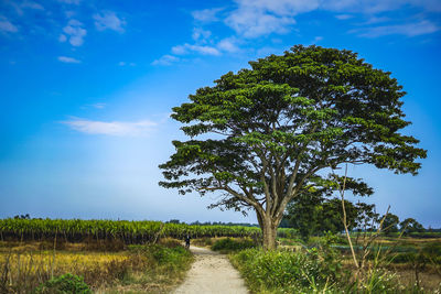 Tree on field against sky