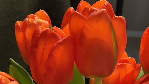 Close-up of red tulips