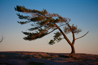 Tree against sky during sunset