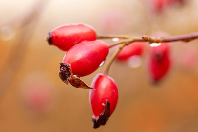 Close-up of red berries growing on tree