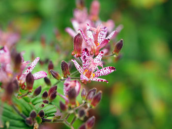 Close-up of purple flowering plant