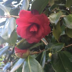 Close-up of red flower