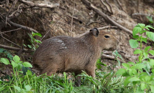 Closeup side on portrait of baby capybara hydrochoerus hydrochaeris sitting on riverbank, bolivia.