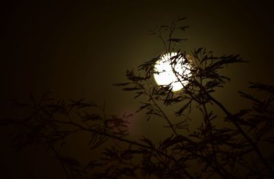 Low angle view of silhouette tree against sky at night